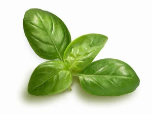 Basil Leaves (Sweet Basil)