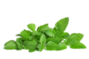 Lemon Balm Leaves