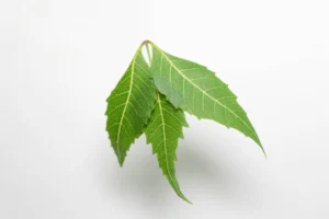 Neem Leaves
