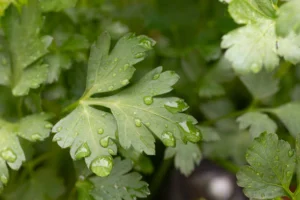 Parsley Leaves
