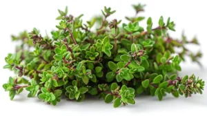 Thyme Leaves